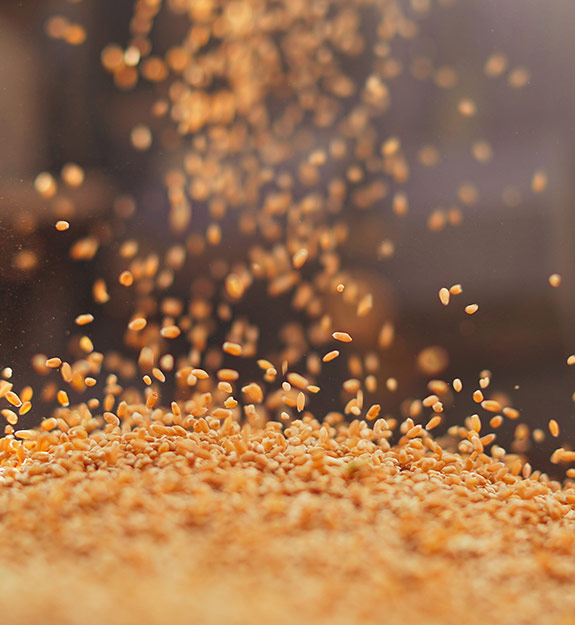 Grain falling onto a larger pile of grain
